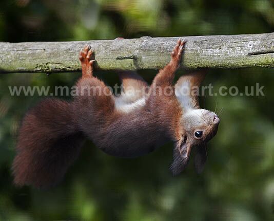 Click to See Next Image