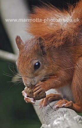 Click to See Next Image