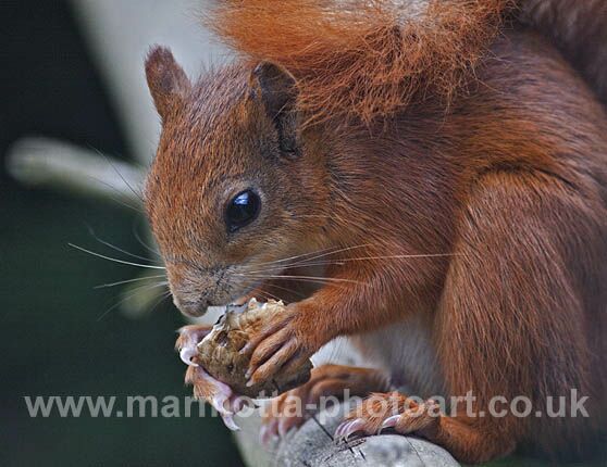 Click to See Next Image