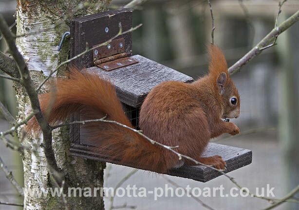 Click to See Next Image