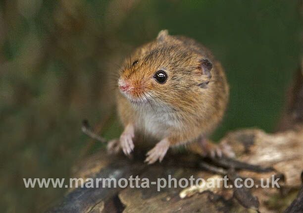 Click to See Next Image