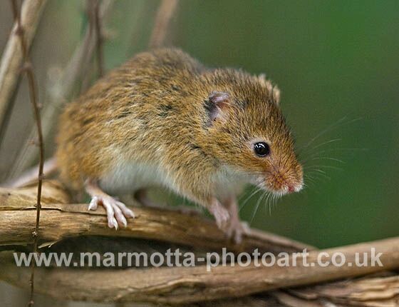 Click to See Next Image