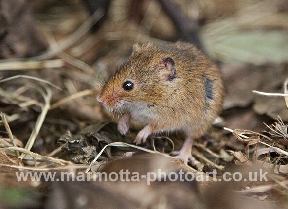 Click to See Next Image