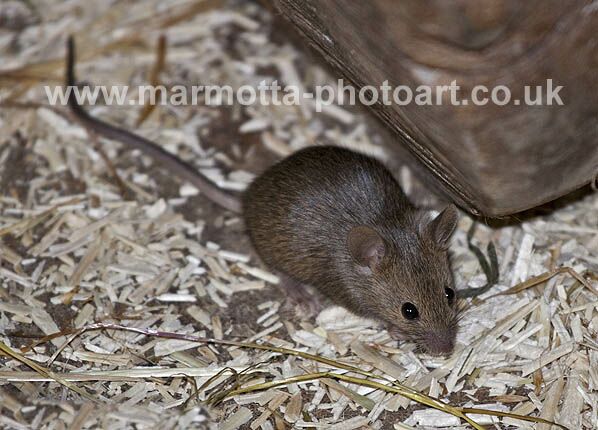 Click to See Next Image