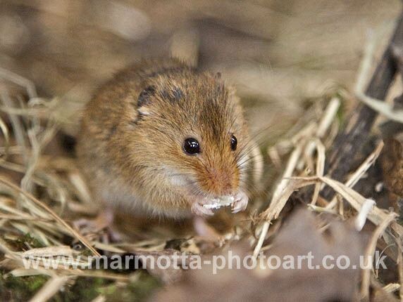 Click to See Next Image