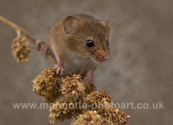 Click to See Next Image