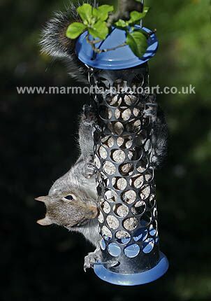 Click to See Next Image