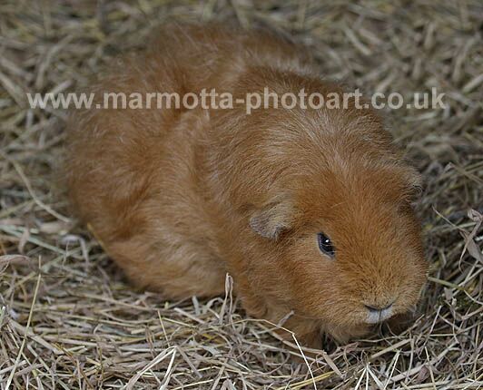 Click to See Next Image