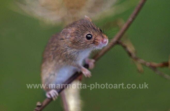 Click to See Next Image