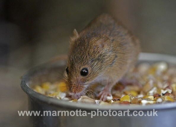 Click to See Next Image