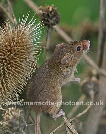 Click to See Next Image