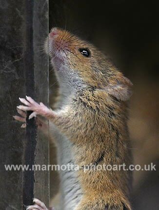 Click to See Next Image