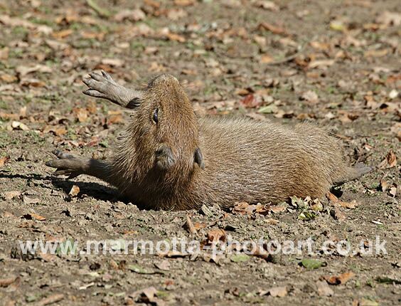 Click to See Next Image