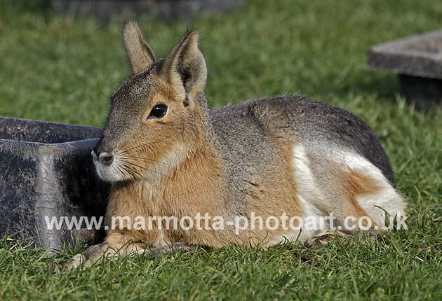 Click to See Next Image