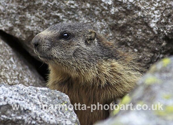 Click to See Next Image