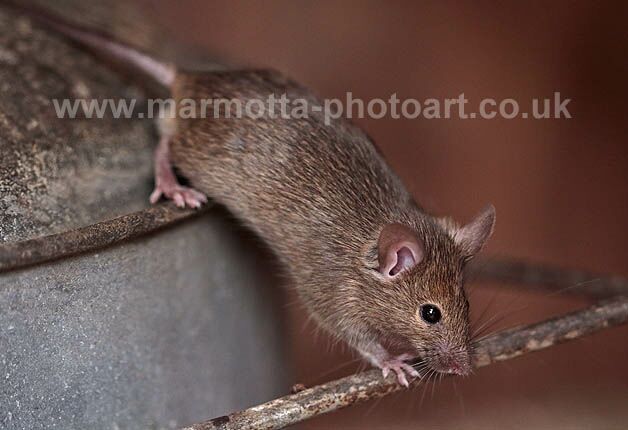 Click to See Next Image