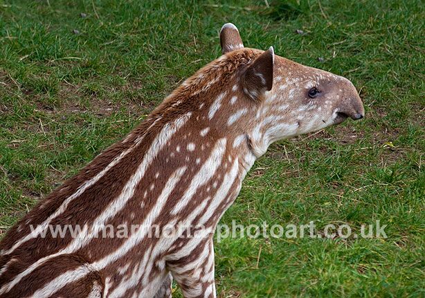 Click to See Next Image