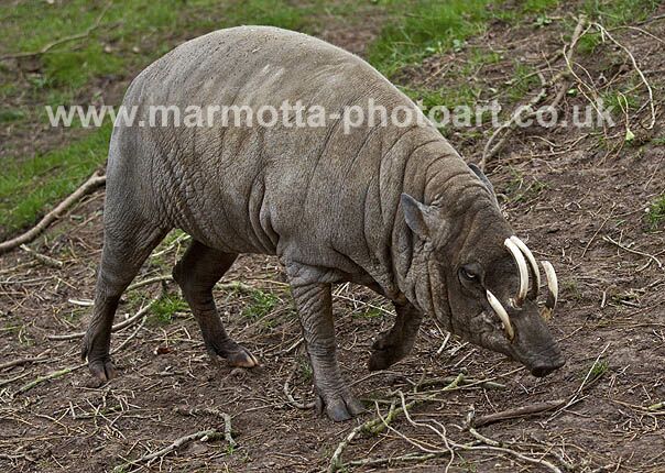 Click to See Next Image