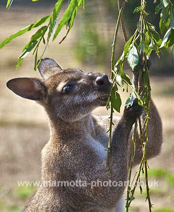 Click to See Next Image