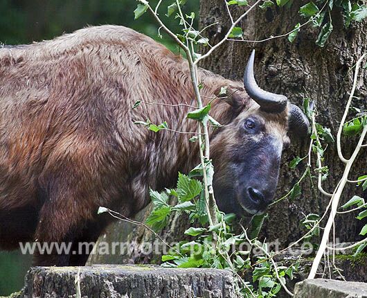 Click to See Next Image