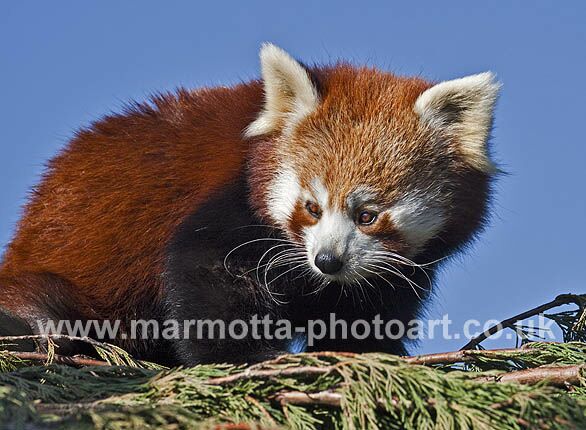 Click to See Next Image