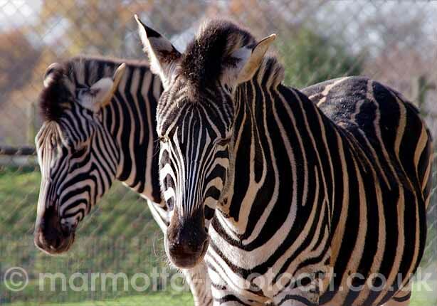 Click to See Next Image