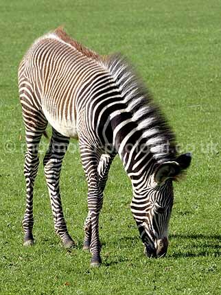 Click to See Next Image