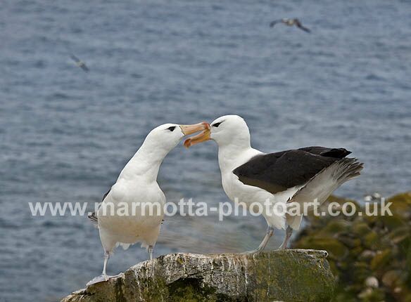 Click to See Next Image