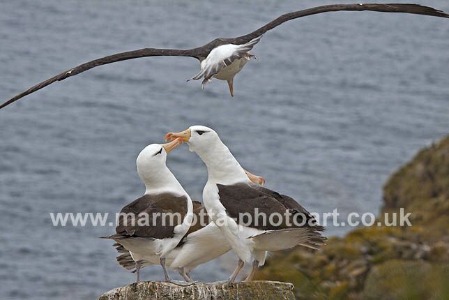 Click to See Next Image