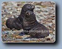 Click to Enlarge