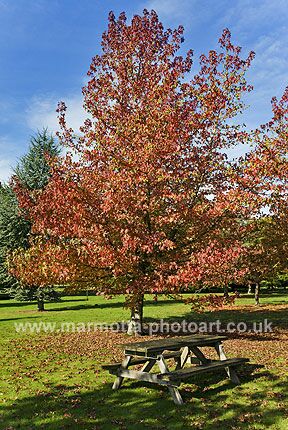 Click to See Next Image