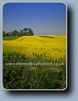 Click to Enlarge