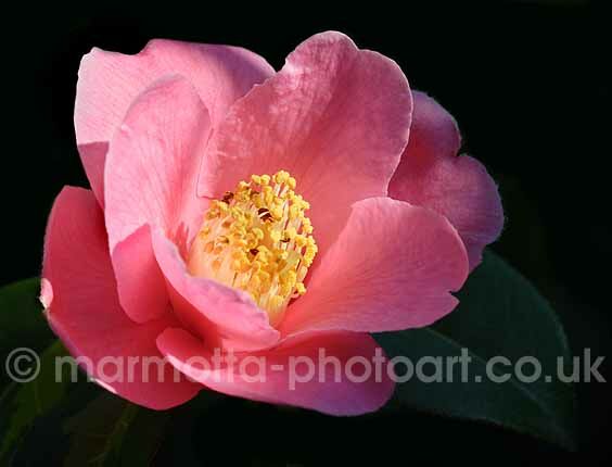 Click to See Next Image