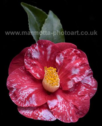 Click to See Next Image