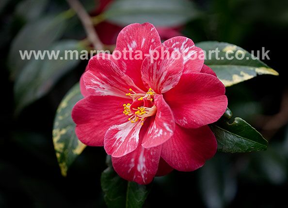 Click to See Next Image