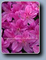 Click to Enlarge