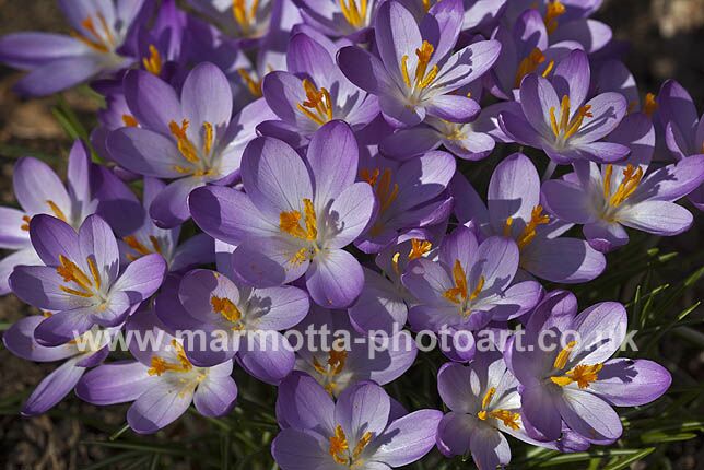 Click to See Next Image