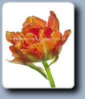 Click to Enlarge