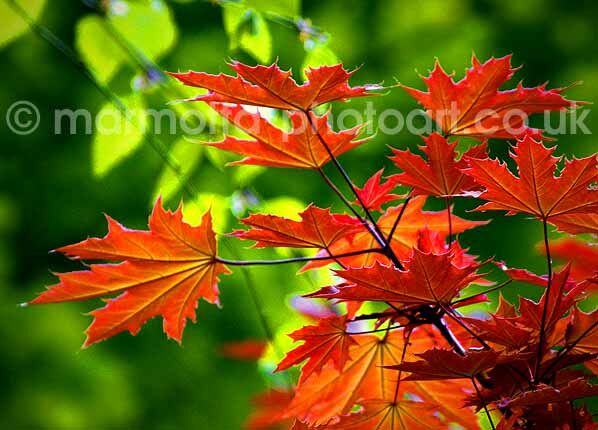 Click to See Next Image