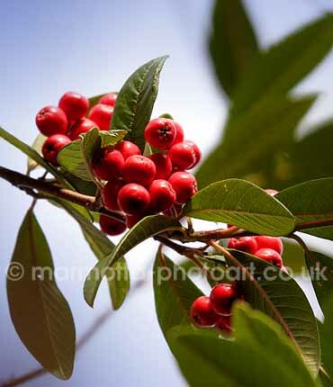 Click to See Next Image