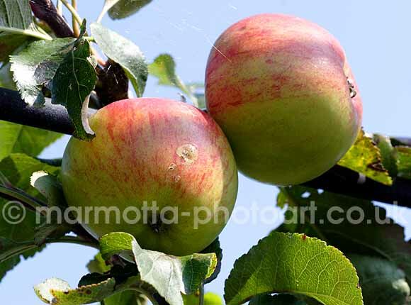 Click to See Next Image