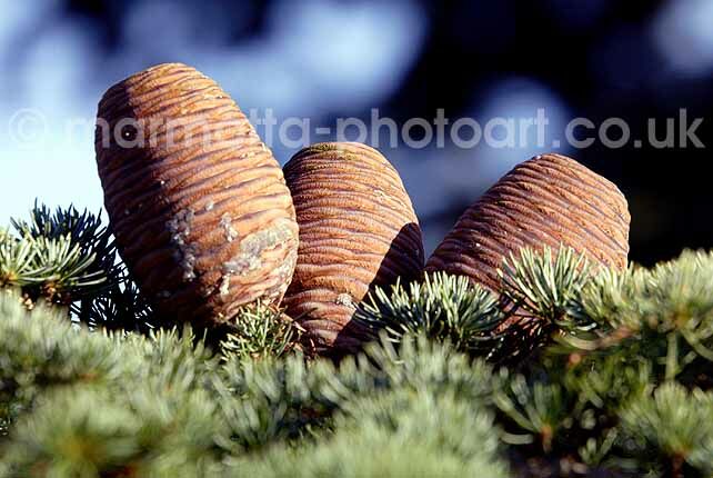 Click to See Next Image