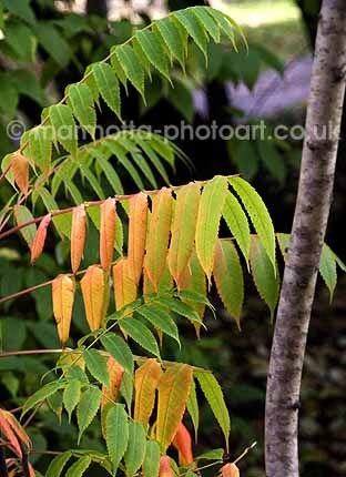 Click to See Next Image