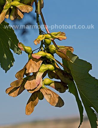 Click to See Next Image