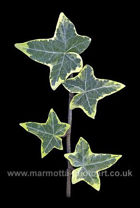 Click to See Next Image