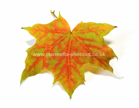 Click to See Next Image