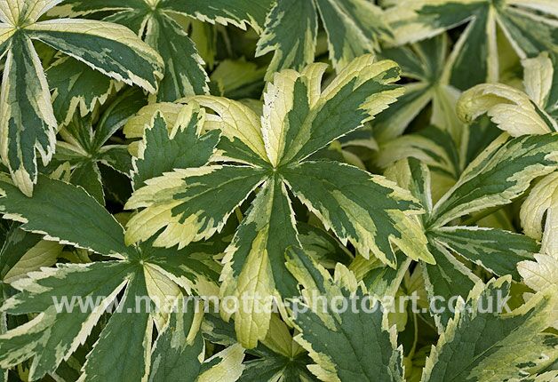 Click to See Next Image