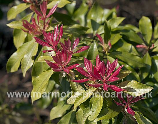 Click to See Next Image