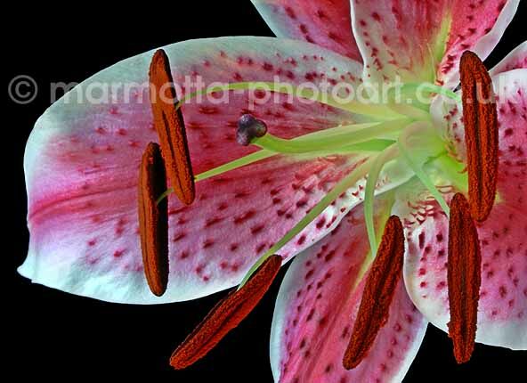 Click to See Next Image