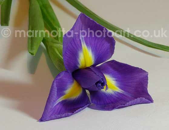 Click to See Next Image